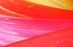 http://www.pini-art.de/files/dimgs/thumb_0x150_2_18_108.jpg